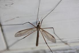 European Crane Fly Adult stage