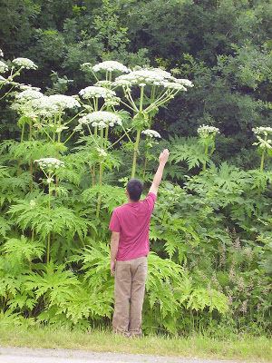 Giant Hogweed