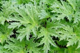 Giant Hogweed Leaf