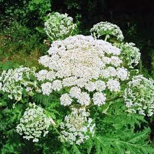 Giant Hogweed Flower Head