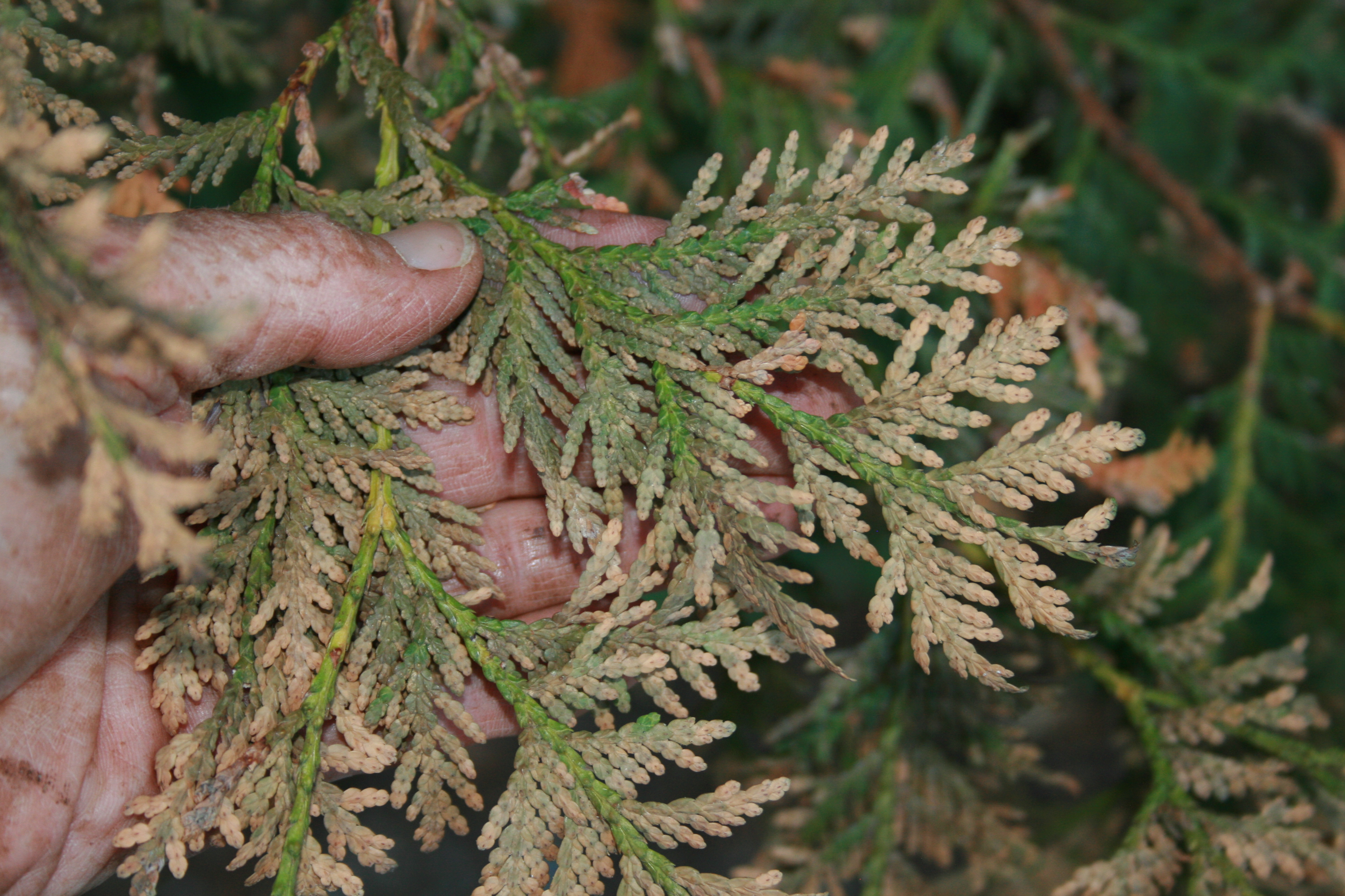 White Cedars showing signs of the high iron base burn.